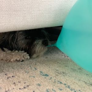 Meet your Posher, Kim